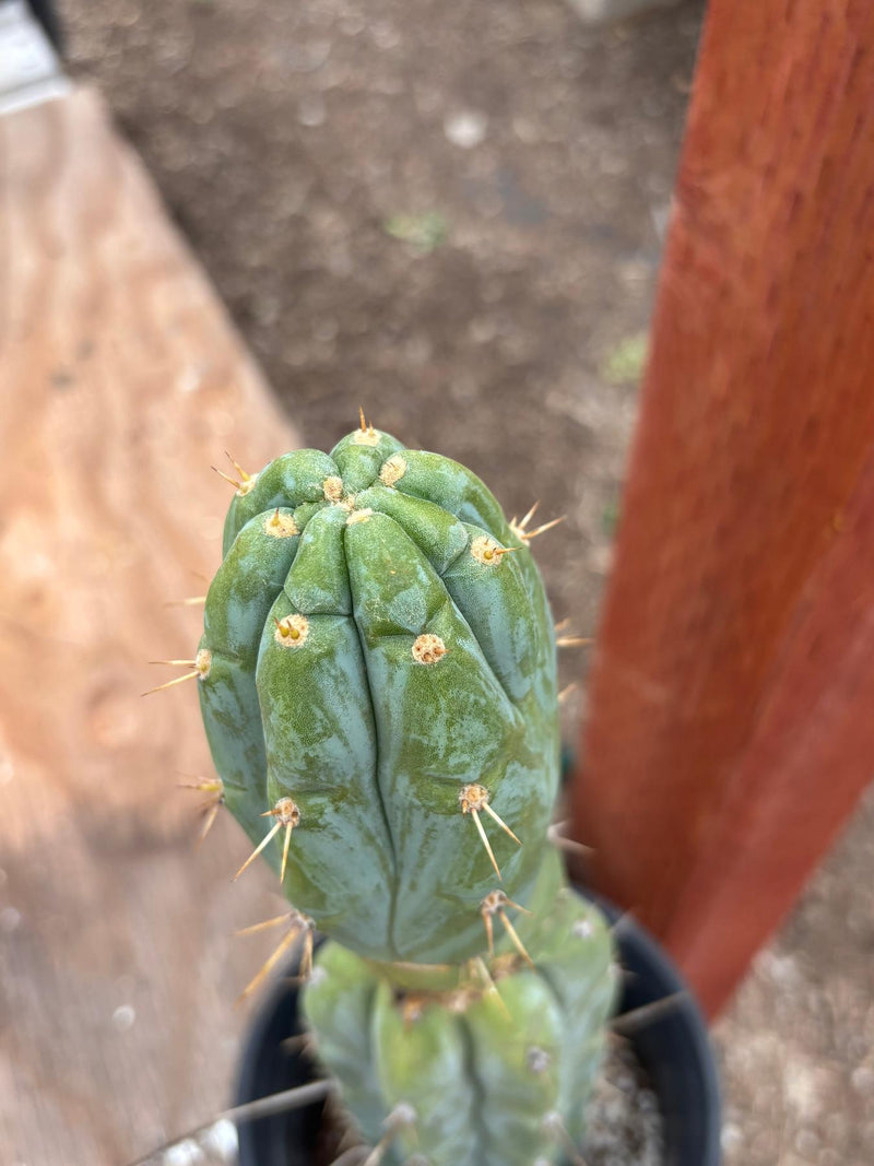 #EC63 EXACT Trichocereus Peruvianus X Bridgesii Swerve Cactus 16"