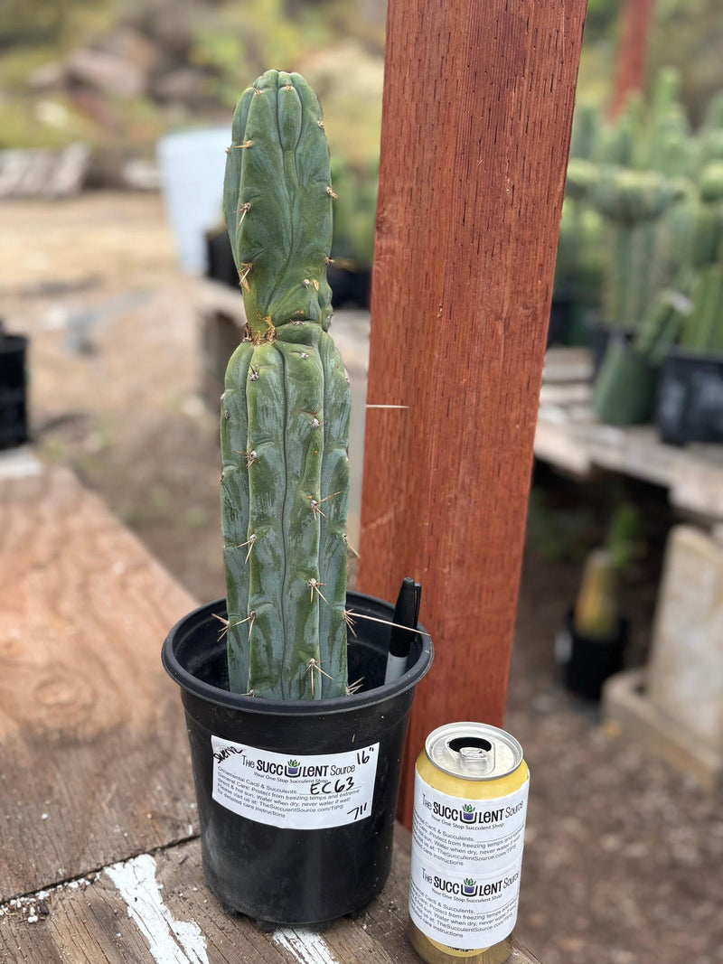 #EC63 EXACT Trichocereus Peruvianus X Bridgesii Swerve Cactus 16"