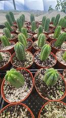 #EC67 EXACT Trichocereus Pachanoi "46"  in 6" container