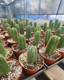 #EC67 EXACT Trichocereus Pachanoi "46"  in 6" container