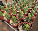 #EC67 EXACT Trichocereus Pachanoi "46"  in 6" container