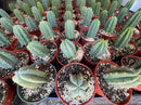 #EC67 EXACT Trichocereus Pachanoi "46"  in 6" container
