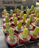 #EC67 EXACT Trichocereus Pachanoi "46"  in 6" container