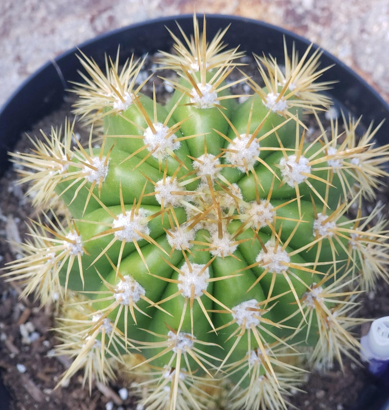 #EC68 Exact Trichocereus Sun Goddess Cactus