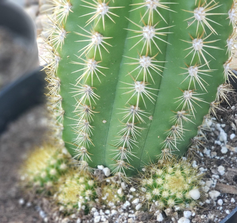 #EC68 Exact Trichocereus Sun Goddess Cactus