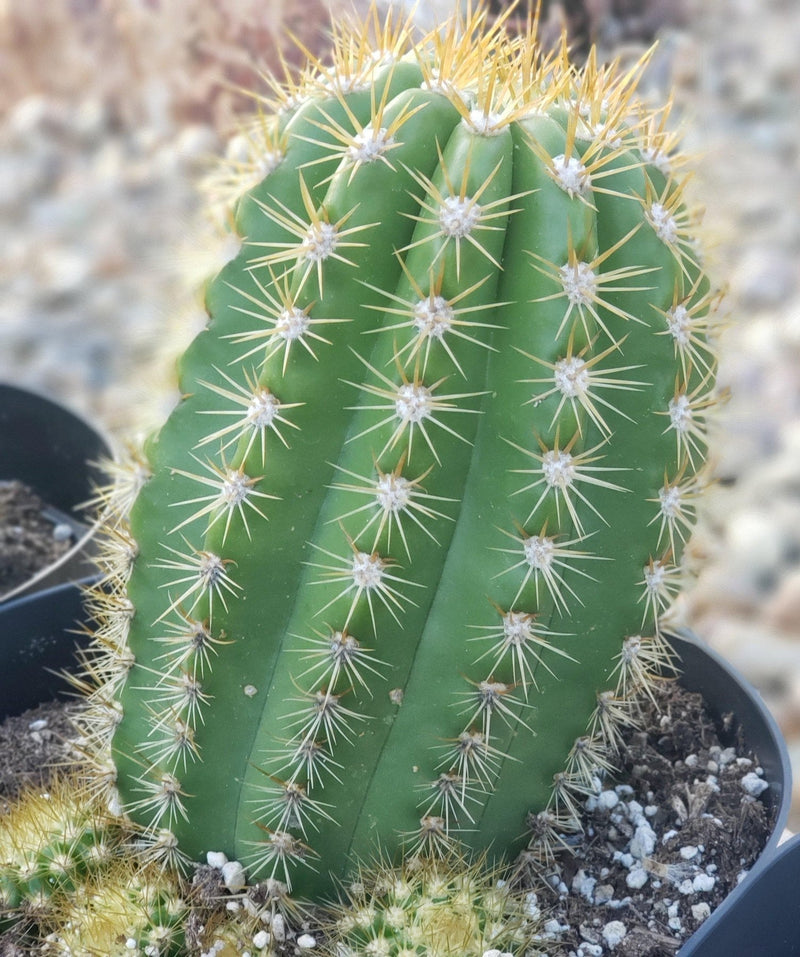 #EC68 Exact Trichocereus Sun Goddess Cactus