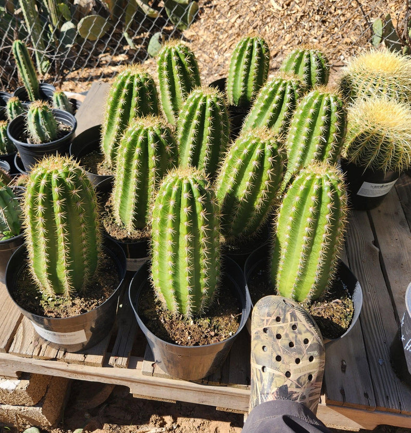 #EC68 Exact Trichocereus Sun Goddess Cactus