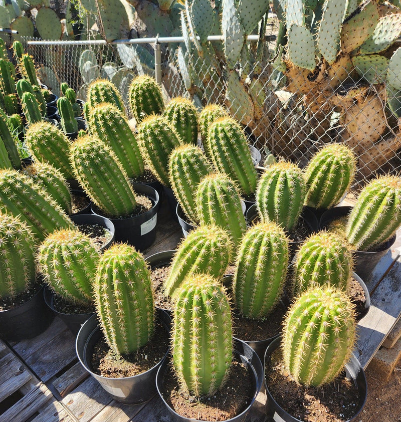 #EC68 Exact Trichocereus Sun Goddess Cactus