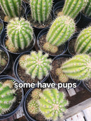 Cactus Trichocereus Grandiflorus Sun Goddess Live Plant Specimen - One Per Order by The Succulent Source