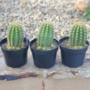 Cactus Trichocereus Grandiflorus Sun Goddess Live Plant Specimen - One Per Order by The Succulent Source