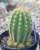 Cactus Trichocereus Grandiflorus Sun Goddess Live Plant Specimen - One Per Order by The Succulent Source