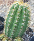 Cactus Trichocereus Grandiflorus Sun Goddess Live Plant Specimen - One Per Order by The Succulent Source