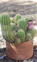 Cactus Trichocereus Grandiflorus Sun Goddess Live Plant Specimen - One Per Order by The Succulent Source