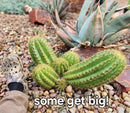 Cactus Trichocereus Grandiflorus Sun Goddess Live Plant Specimen - One Per Order by The Succulent Source