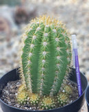 #EC68 Trichocereus Sun Goddess Cactus