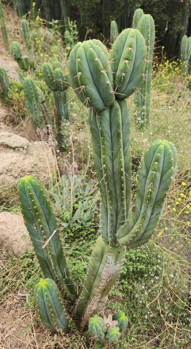 #EC69 EXACT Trichocereus Peruvianus Victoria Cactus Cutting 7-8"