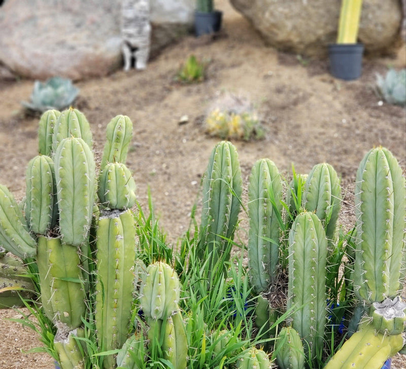 #EC69 EXACT Trichocereus Peruvianus Victoria Cactus Cutting 7-8"