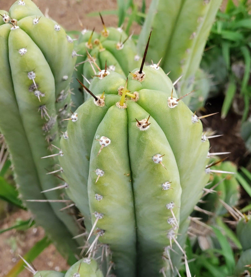 #EC69 EXACT Trichocereus Peruvianus Victoria Cactus Cutting 7-8"