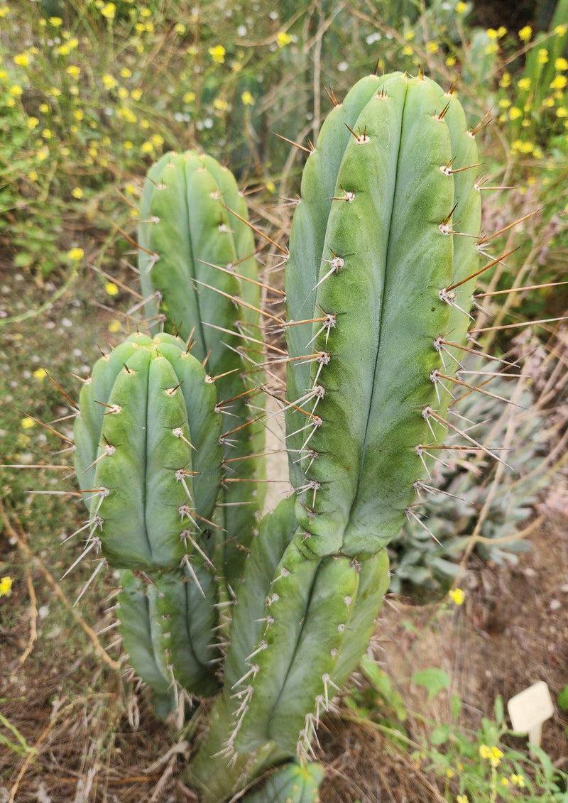 #EC69 EXACT Trichocereus Peruvianus Victoria Cactus Cutting 7-8"