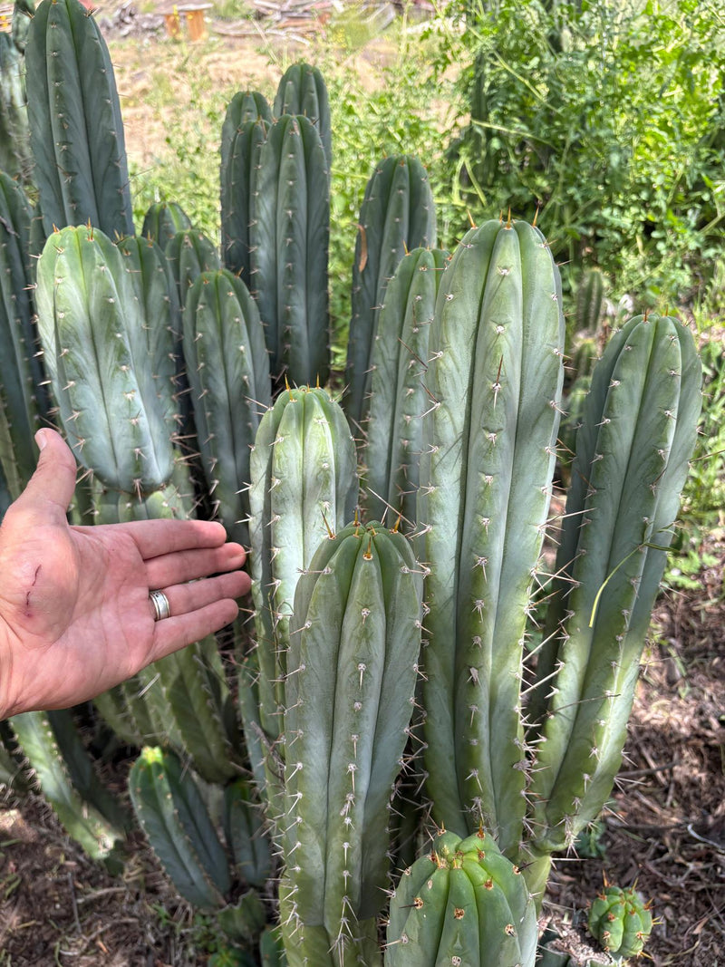 #EC69 Trichocereus Peruvianus Victoria Cactus Cutting 7-8"
