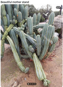 #EC69 Trichocereus Peruvianus Victoria Cactus Cutting 7-8"