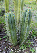#EC69 Trichocereus Peruvianus Victoria Cactus Cutting 7-8"