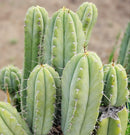 #EC69 Trichocereus Peruvianus Victoria Cactus Cutting 7-8"