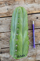 #EC69 Trichocereus Peruvianus Victoria Cactus Cutting 7-8"