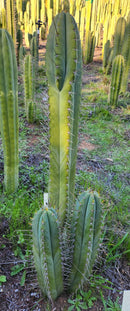 #EC69 Trichocereus Peruvianus Victoria Cactus Cutting 7-8"