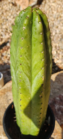 #EC70 EXACT Trichocereus Pachanoi ECK cactus 18.5"