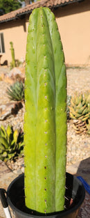 #EC70 EXACT Trichocereus Pachanoi ECK cactus 18.5"