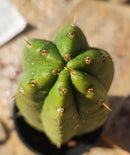 #EC70 EXACT Trichocereus Pachanoi ECK cactus 18.5"