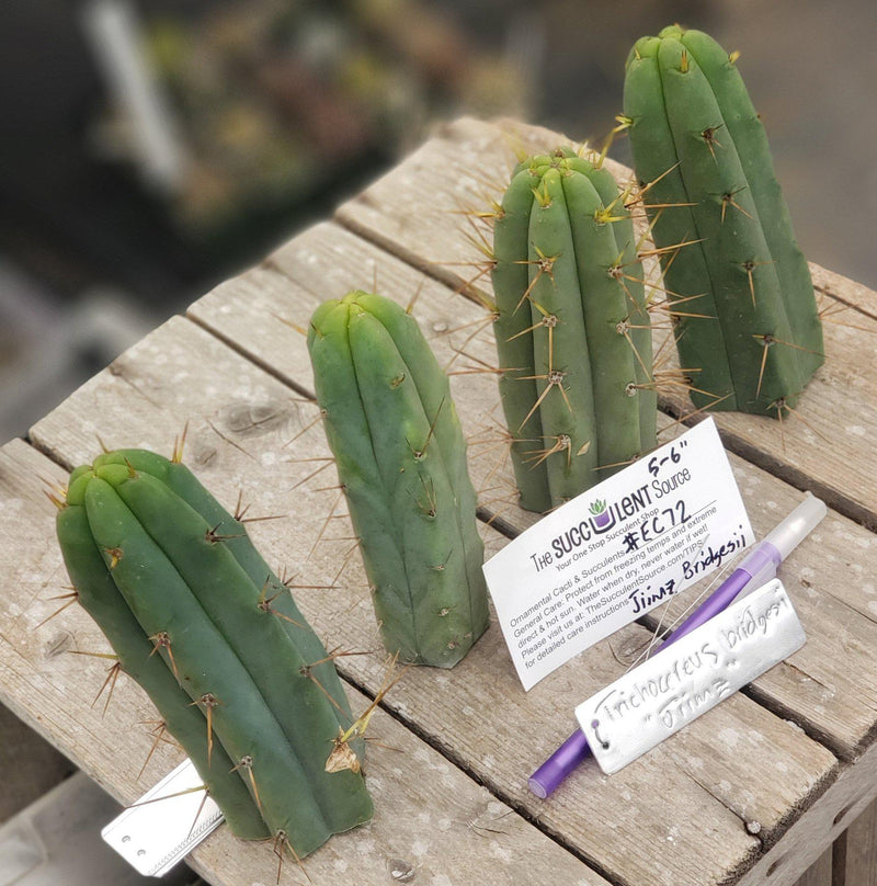 #EC72 EXACT Trichocereus Bridgesii Cactus Cutting 5-6"