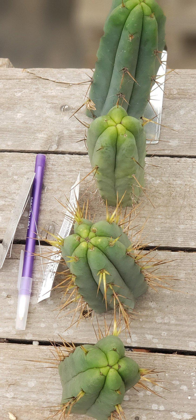 #EC72 EXACT Trichocereus Bridgesii Cactus Cutting 5-6"