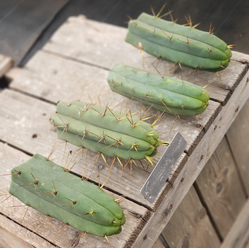 #EC72 EXACT Trichocereus Bridgesii Cactus Cutting 5-6"