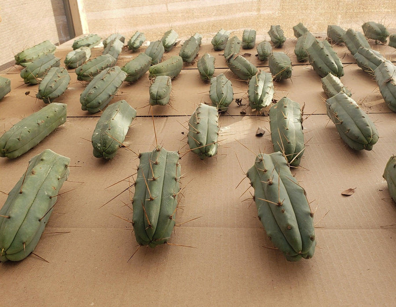 #EC72 EXACT Trichocereus Bridgesii Cactus Cutting 5-6"