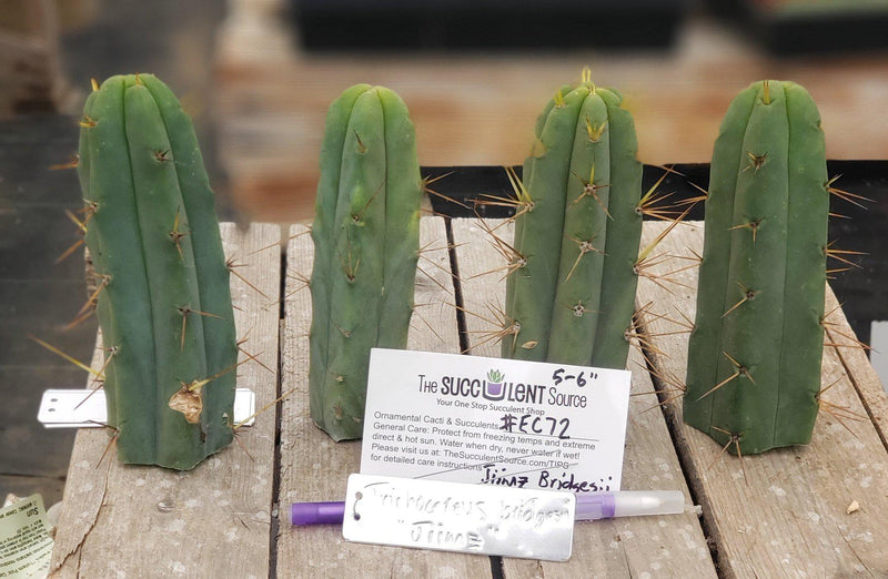 #EC72 EXACT Trichocereus Bridgesii Cactus Cutting 5-6"