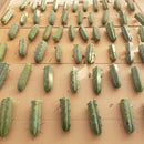 #EC72 EXACT Trichocereus Bridgesii Jiimz Cactus Cutting 5-6"