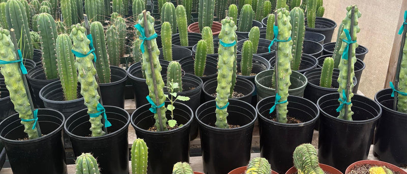#EC73 Myrtillocactus Boobie Cactus 15-18” Potted in 1 gallon