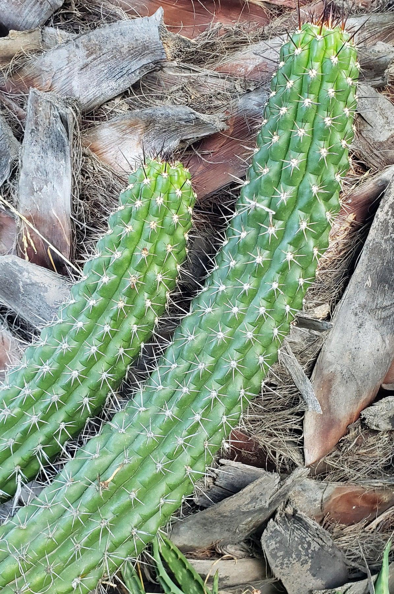 #EC77 EXACT Trichocereus Thelogonus Cactus Cutting 6"