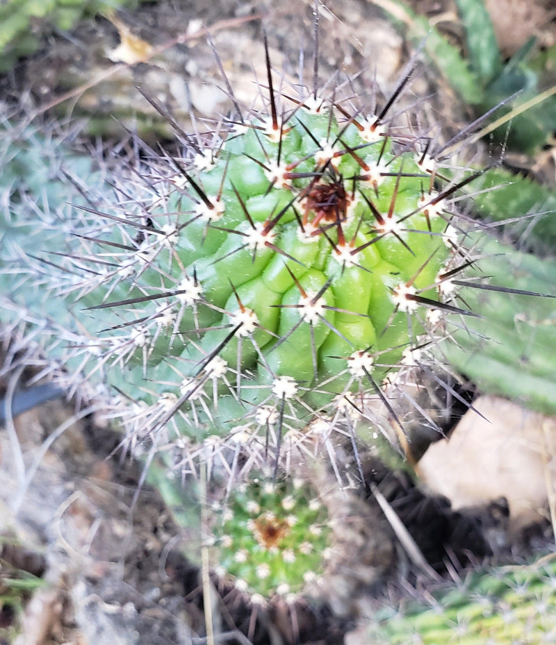 #EC77 EXACT Trichocereus Thelogonus Cactus Cutting 6"