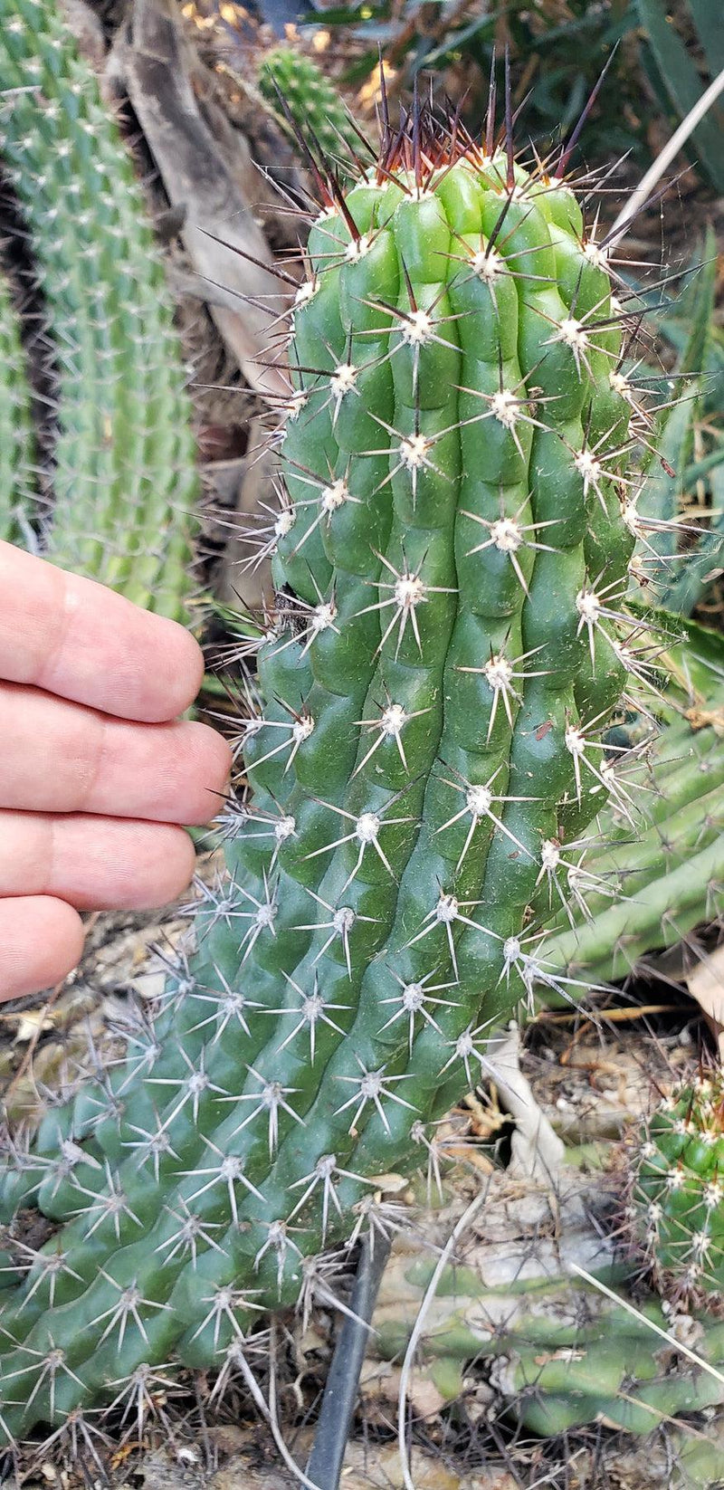 #EC77 EXACT Trichocereus Thelogonus Cactus Cutting 6"