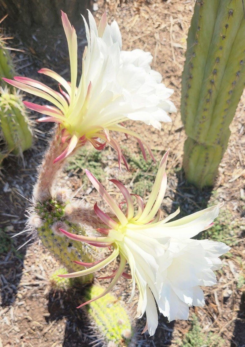 #EC77 EXACT Trichocereus Thelogonus Cactus Cutting 6"