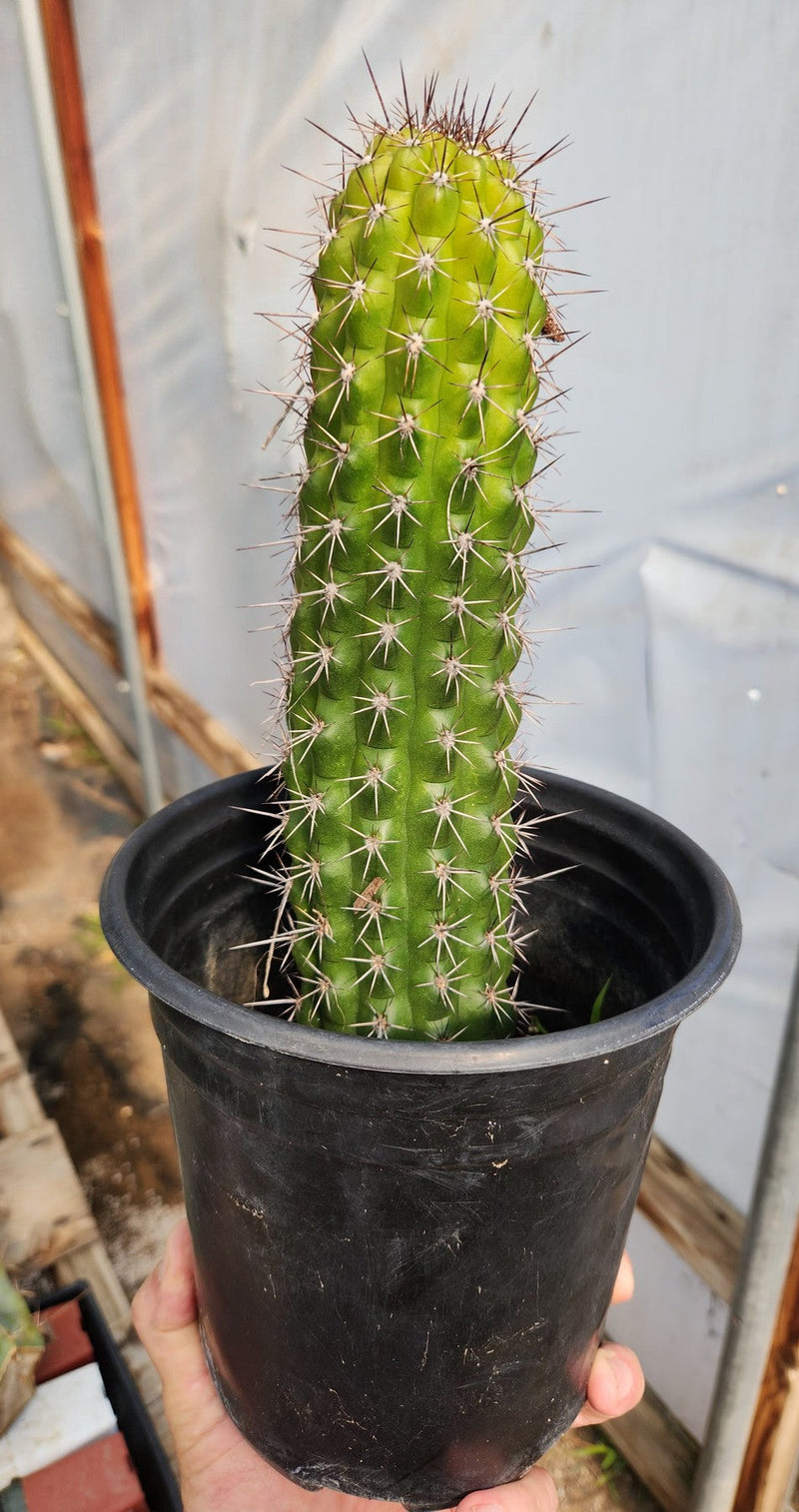 #EC77 EXACT Trichocereus Thelogonus Cactus Cutting 6"