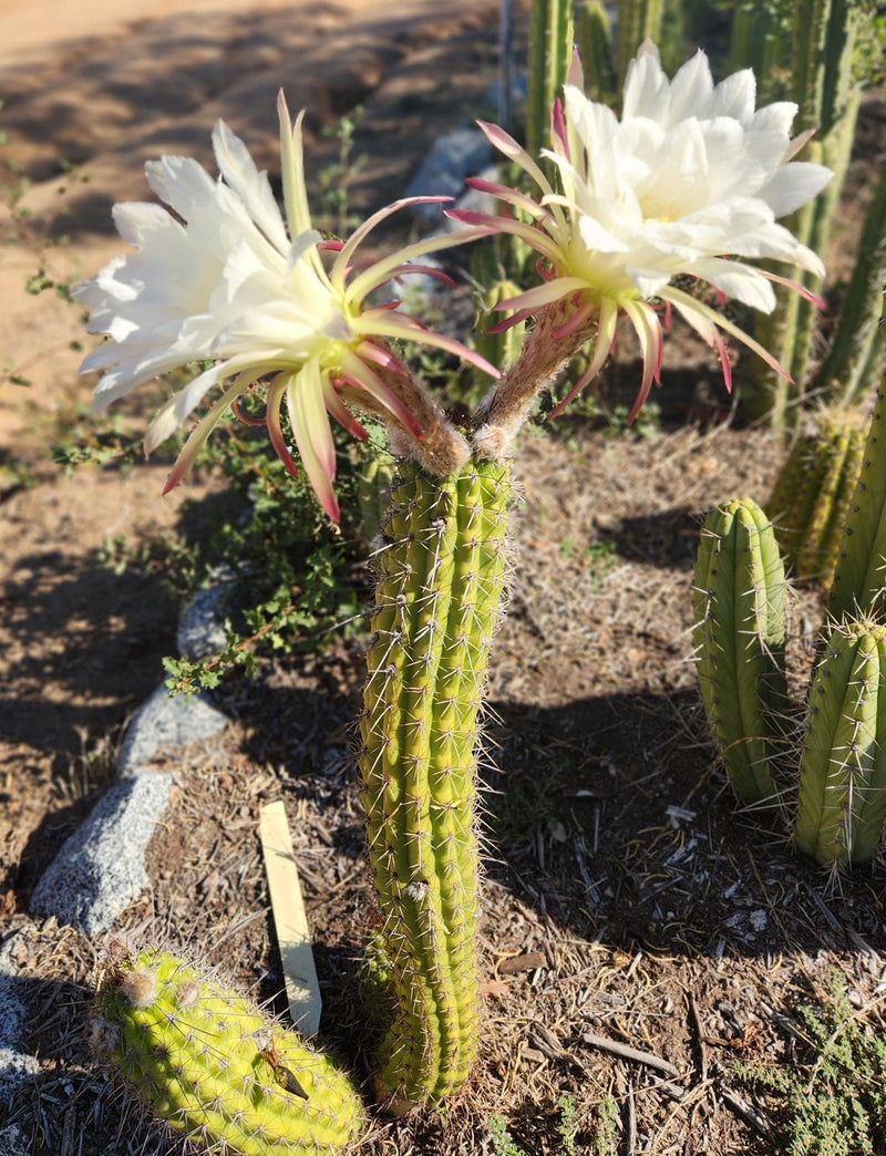 #EC77 EXACT Trichocereus Thelogonus Cactus Cutting 6"