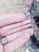 #EC79 EXACT Opuntia Amethyst Wave Cactus