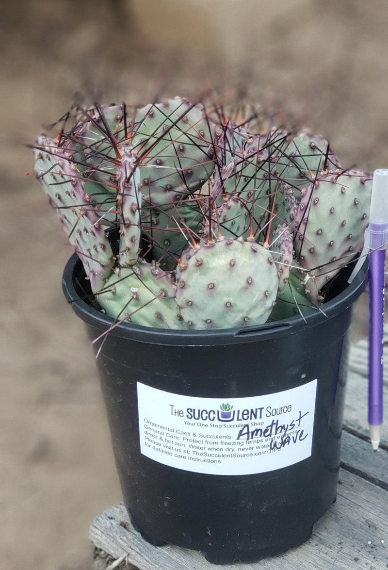 #EC79 EXACT Opuntia Amethyst Wave Cactus