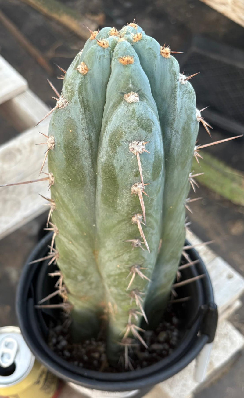 #EC81 EXACT Trichocereus Peruvianus TSSBP Cactus 12.5”