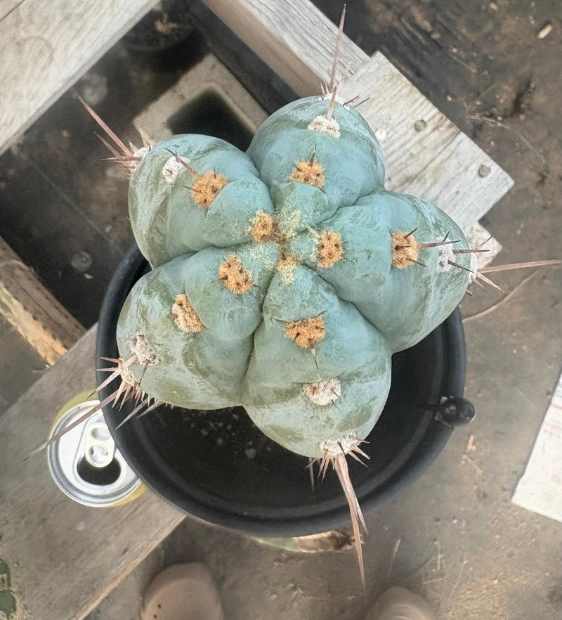 #EC81 EXACT Trichocereus Peruvianus TSSBP Cactus 12.5”