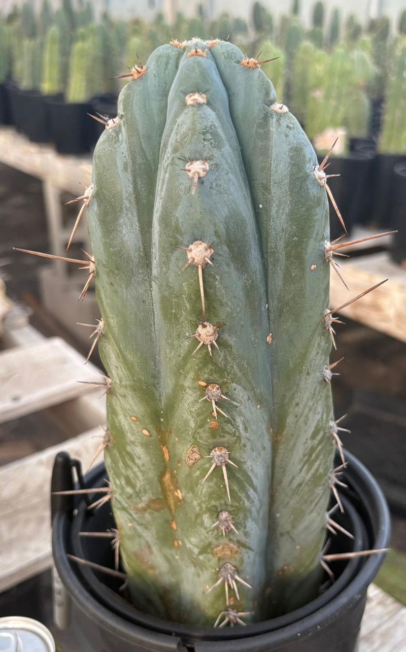 #EC81 EXACT Trichocereus Peruvianus TSSBP Cactus 12.5”